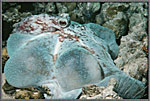 OctopusIn Night Colors