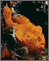 Orange Frogfish