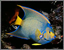 Queen Angelfish Flared