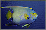 Queen Angelfish In Blue Water
