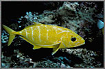 Queen Or Golden Jack