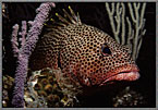Rock Hind Portrait