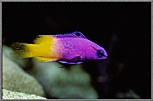 Royal Purple Gramma Full Length