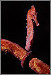 SeaHorse At Night