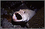 Tiger Grouper Open To Be Cleaned