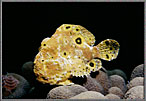 YellowF rogfish Flared