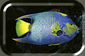 Queen Angelfish