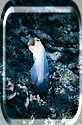 Jawfish