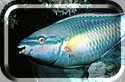 Parrotfish-Scarus