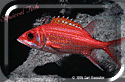 Squirrel Fish