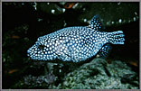 Puffer Fish ~ Arothron