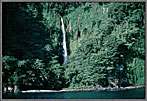 Waterfall In Jungle