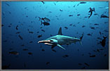 Glorious Classic Hammerhead of Cocos