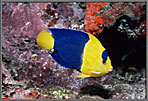 Bicolor Angelfish
