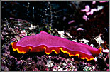 Big Pink And Yellow Flatworm