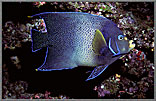 Blue Rimmed Angelfish
