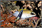 Cleaner Wrasse Eyes Us As It Works
