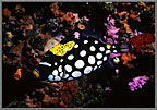Clown Triggerfish Juvenile
