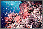 Colorful Reef
