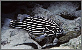 Convict Fish