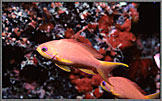 Fairy Basslet Anthias Squammipinnus