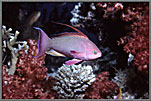 Fairy Basslet Male Amid Coral