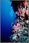Jessica on Coral Wall