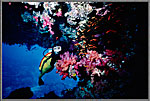 Jessica Under Coral Filled Ledge