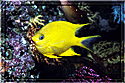 Fiji - Yellow  Damselfish against colorful corals