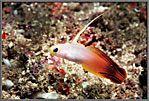Flame Gobyo