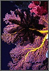 Graphic Art Invertebrates