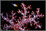Juvenile Snapper Near A Soft Coral Colony