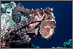Octopus Being Stroked By Another