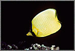 Raffles Butterfly fish In Blackness