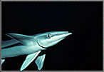 Remora Portrait