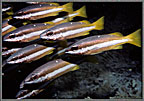 School Of Colorful Snappers