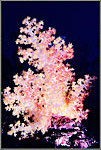 Soft Coral Colony In Red And Yellow