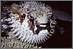 Spiny Puffer fish In flated