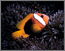 Tomato Clown fish