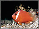 Tomato Clown fish A. Frenatus