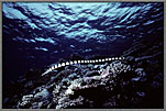 Yellow Mouthed Sea Snake Swims Above Reef