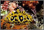 Yellow Nudibranch Has Fried Egg Pattern