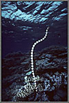 Yellow-mouthed Sea Snake