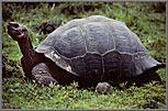 Gal Big Galapagos Tortoise