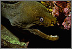 Gal Huge Green Moray