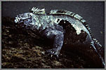 Gal Marine Iguana Underwater