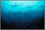 Gal Schooling Hammerhead Sharks