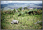 Giant Tortoise Atop Alcedo Crater