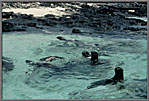 Sea Lions Cavort In Shallows