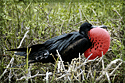 Frigate Bird Male with huge Gular Pouch